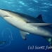 shark_silky_far_jar_h_0231_cub1511.jpg